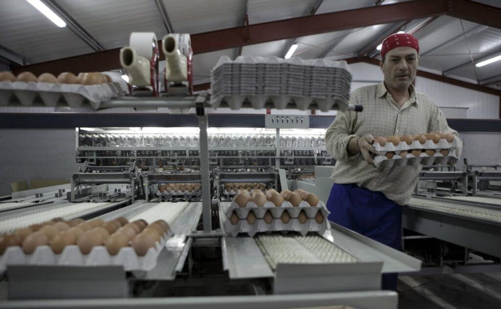 la gripe aviar provoca un aumento en el precio de los huevos en españa, afectando a consumidores y productores.