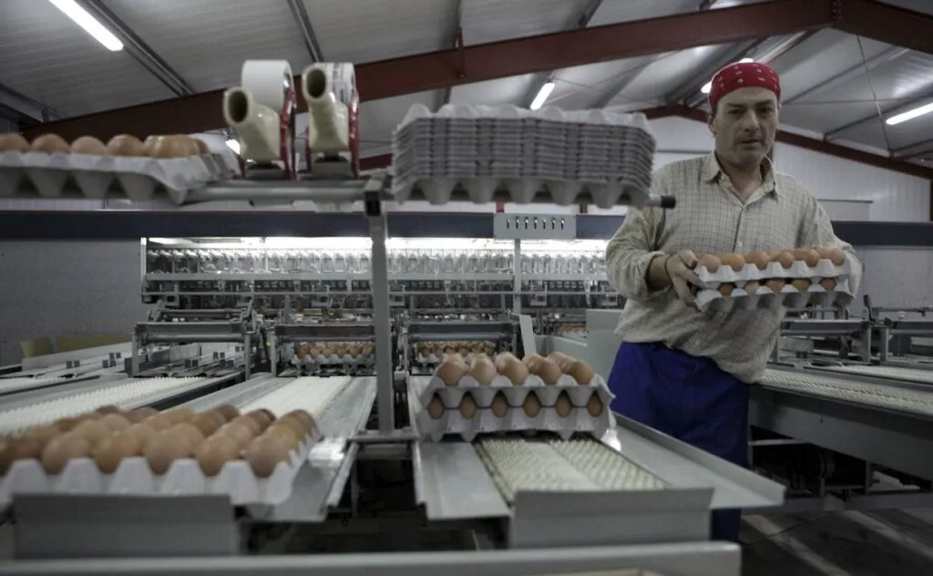 la gripe aviar provoca un aumento en el precio de los huevos en españa, afectando a consumidores y productores.