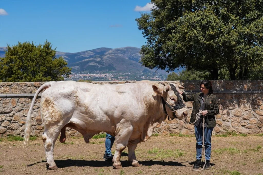 ayuso destaca la campaña del aceite en el campo madrileño, resaltando la calidad y tradición de los productos agrícolas de la región.