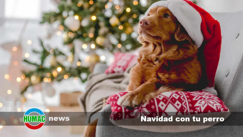 descubre nuestro parque infantil con perro gigante para navidad, un espacio mágico y divertido donde los niños pueden jugar y celebrar la temporada navideña con alegría y seguridad.